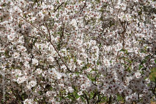 Cherry blossoms on a tree in Morocco