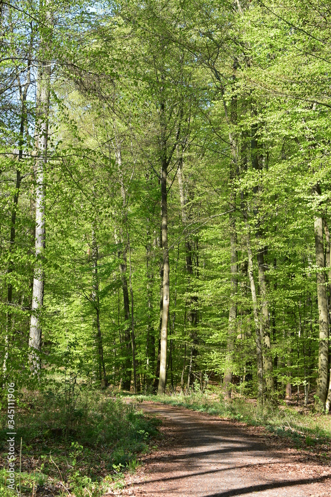 Naklejka premium Wald, Bäume, Naturfotografie