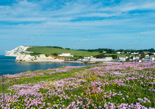 Wall Mural flowers on the coast at Freshwater Bay, Isle of Wight