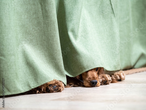 the red dog hid under the curtain