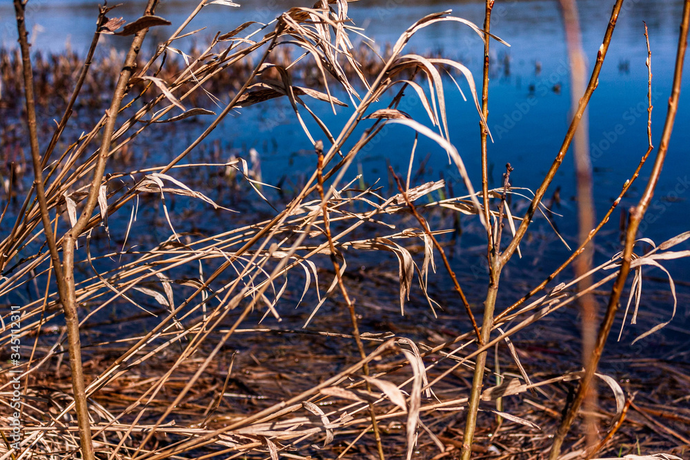 Fototapeta premium reeds in the wind
