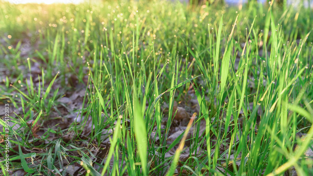 green fresh grass dew drops photo for abstract background. selective focus macro bokeh green fresh grass dew drops photo for abstract background. selective focus macro bokeh