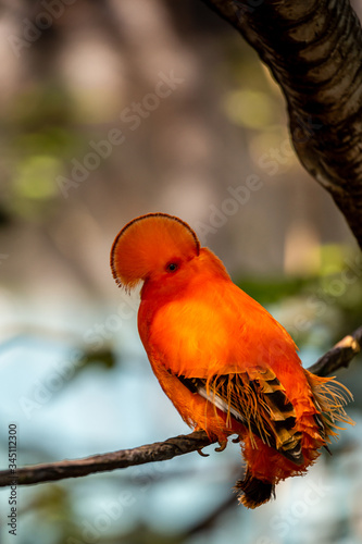 Guianan cock of the rock (Rupicola rupicola) photo