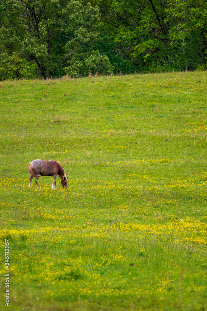 Single horse grazing in a meadow with yellow wildflowers Single horse grazing in a meadow with yellow wildflowers