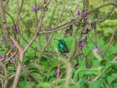 Violetear Hummingbird in Costa Rica