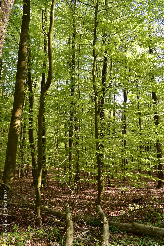 Wald, Bäume, Naturfotografie