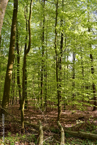 Wald  B  ume  Naturfotografie