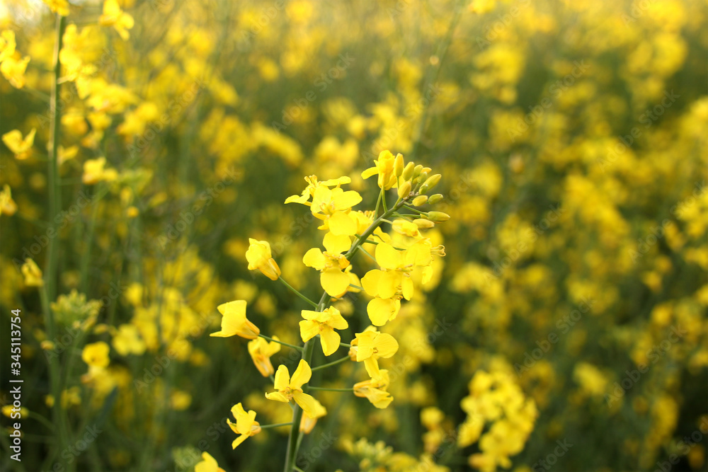 blooming green fields with bright rapeseed flowers, blue sky, natural landscape, concept of beauty of nature, ecology, environment, agricultural, background for designer blooming green fields with bright rapeseed flowers, blue sky, natural landscape, concept of beauty of nature, ecology, environment, agricultural, background for designer