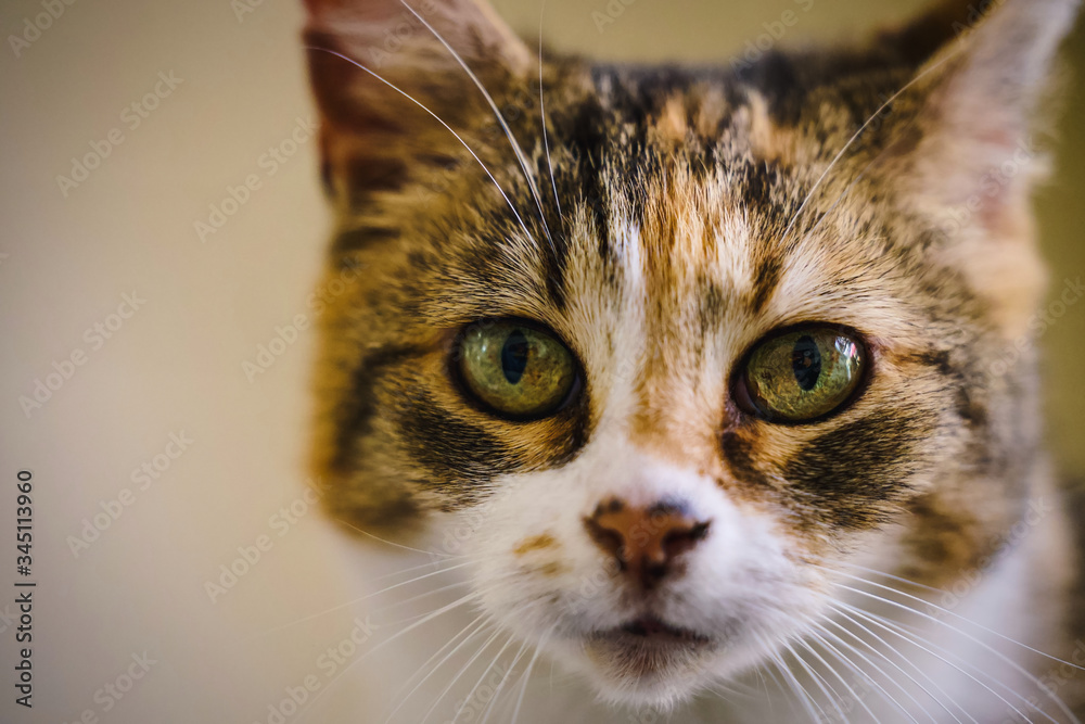 Cat Cat