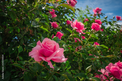 Beautiful pink roses on the rose garden in summer with blu sky in background.