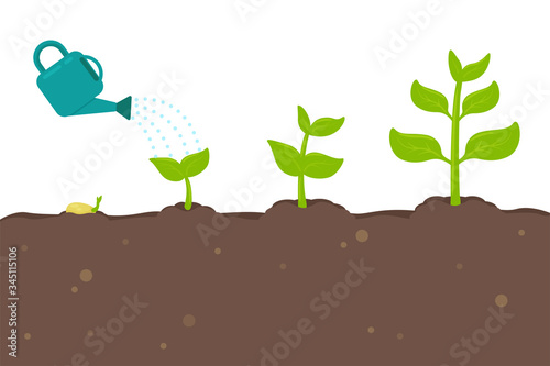 Plant growth vector Seedlings sprouting from seeds turn into large trees.