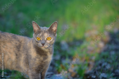grey cat in nature in the grass yellow eyes large portrait of a cat . place for text green background