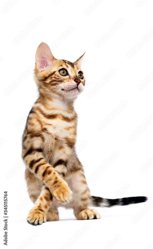 cat hunts on a white background cat hunts on a white background
