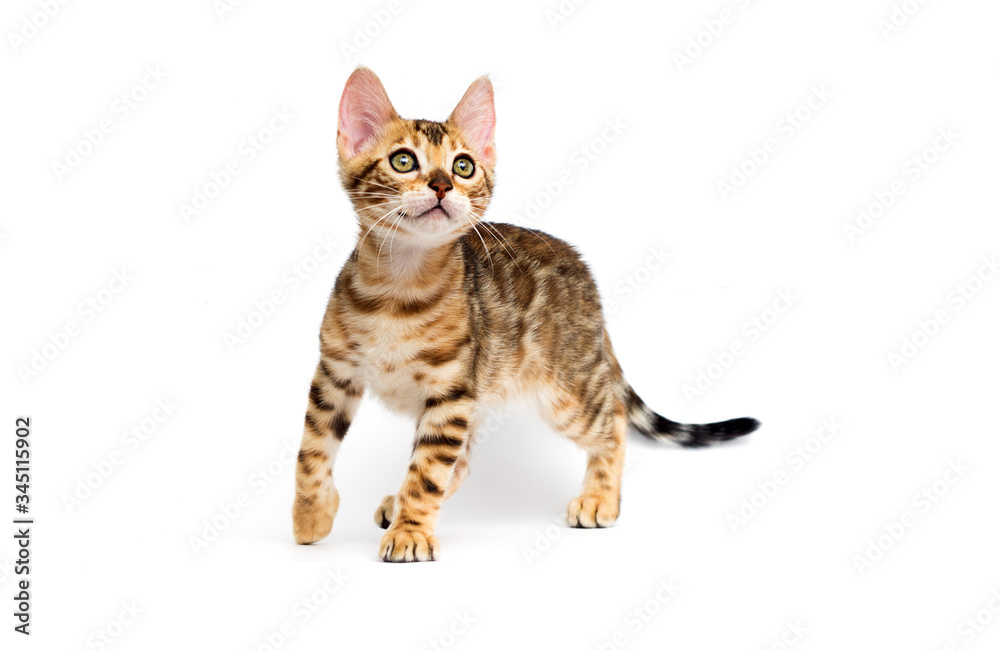 cat hunts on a white background cat hunts on a white background