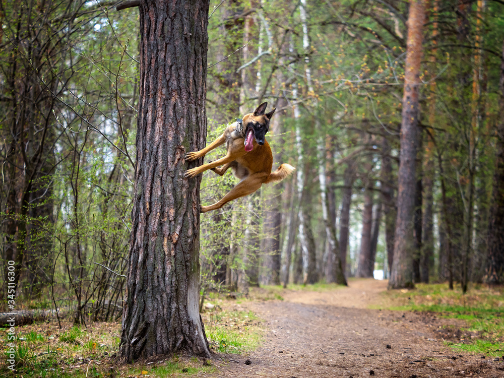 High jump Malinois dog breed with a support tree during a training session in the forest. High jump Malinois dog breed with a support tree during a training session in the forest.