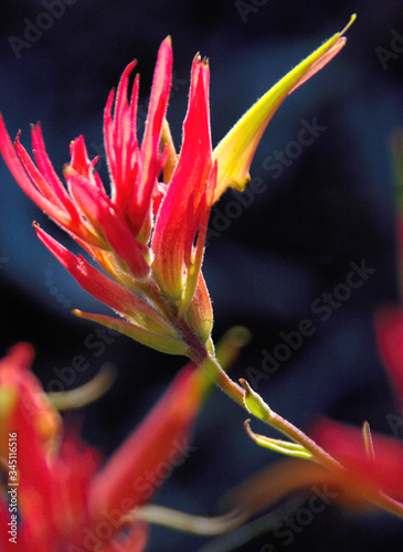 Indian paintbrush, Sawmill Trail, Spring Mountains National Recreation Area, Nevada, USA photo