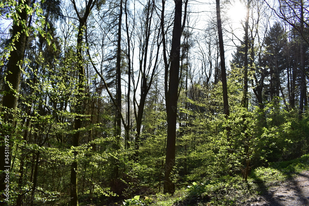 Wald, Bäume, Naturfotografie Wald, Bäume, Naturfotografie