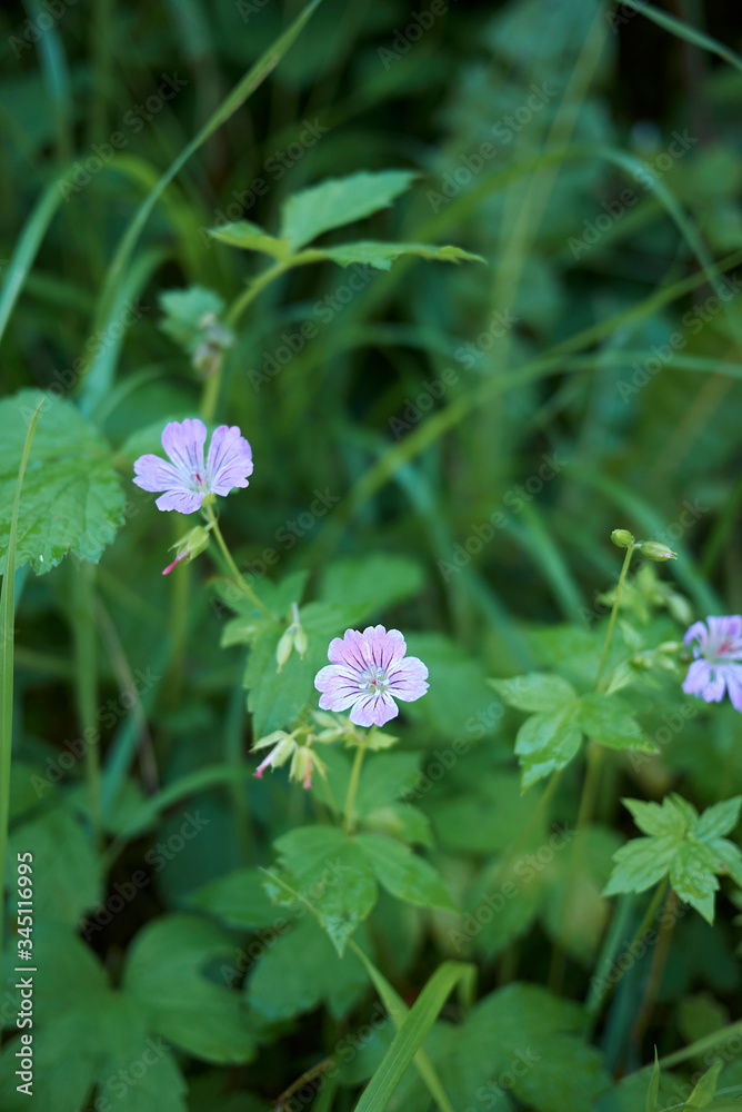 Geranium nodosum Geranium nodosum
