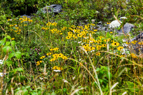 Yellow flowers in Summer time