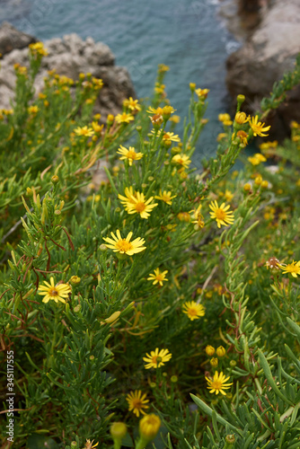 Limbarda crithmoides photo