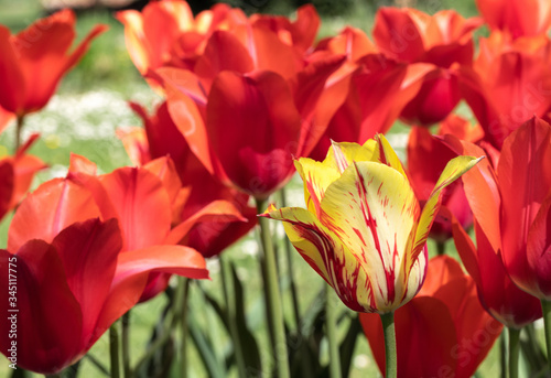 Red Tulips. Flower. Garden. Nature. Flora