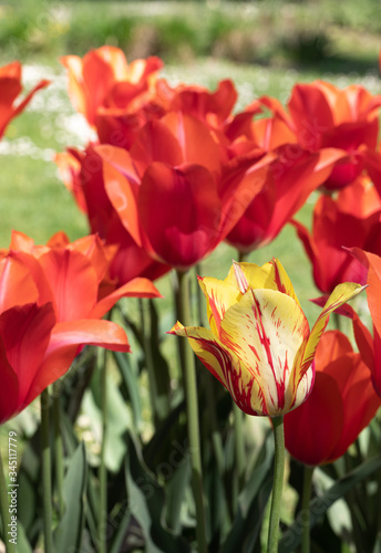 Red Tulips Flower. Garden. Nature. Flora