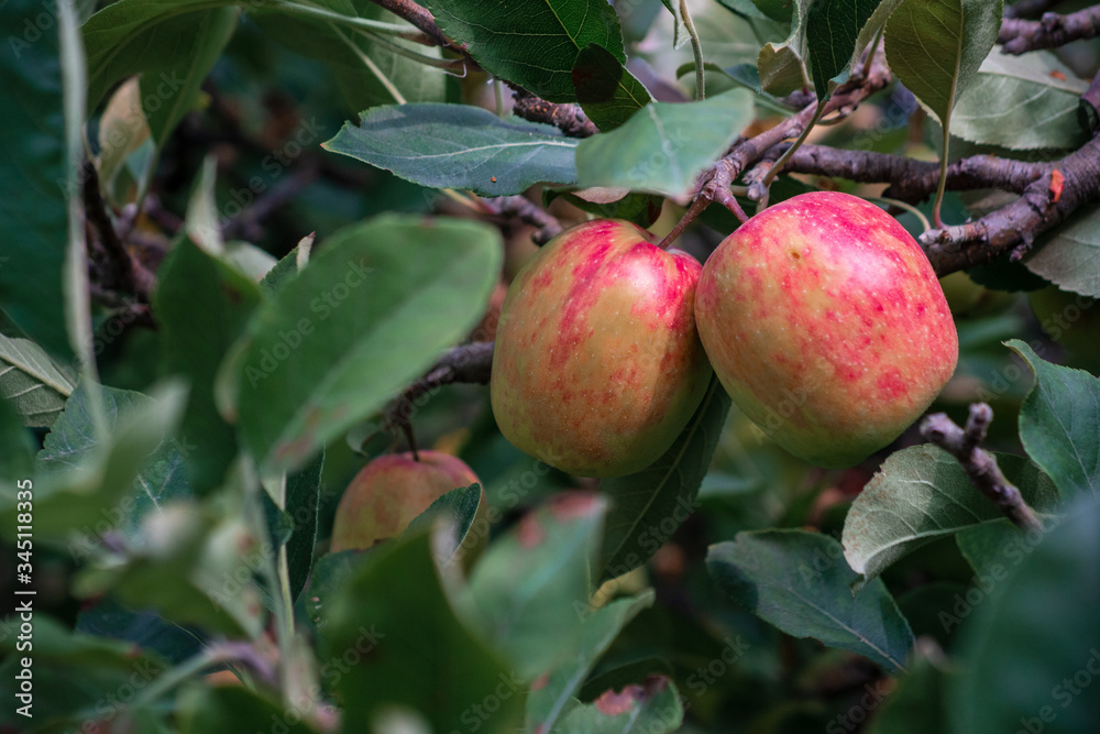 Anna apple from Malang which has sour taste but still delicious to be eaten.