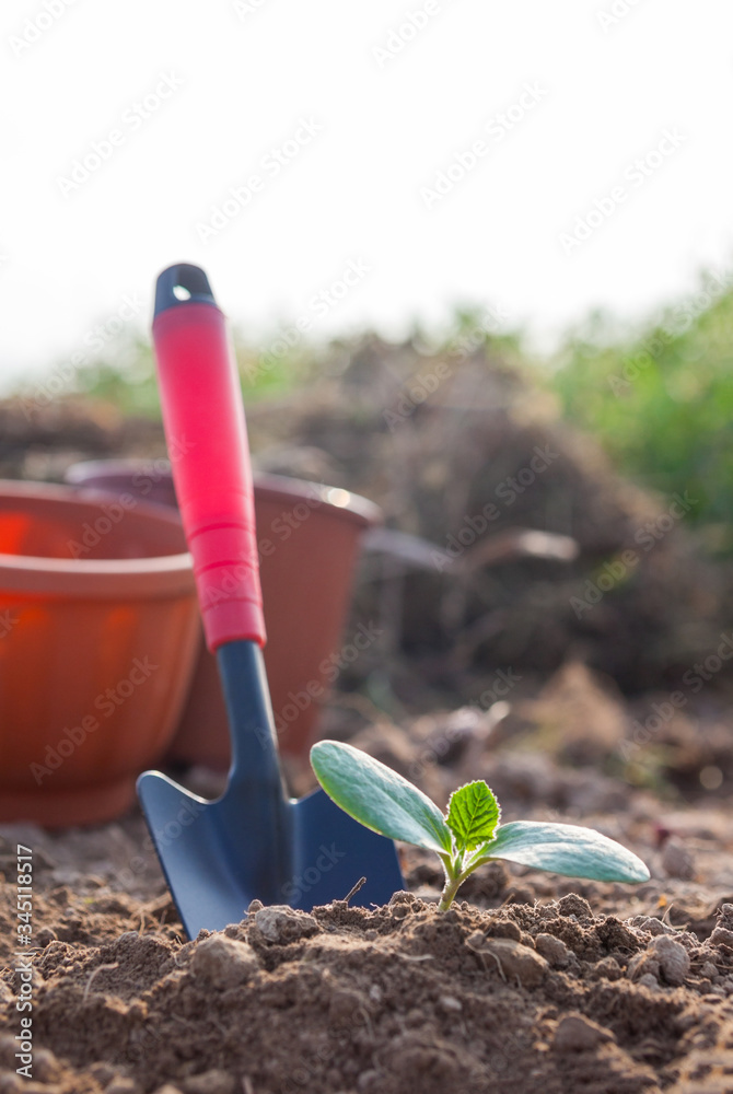 Planting a young seedling. Close-up.