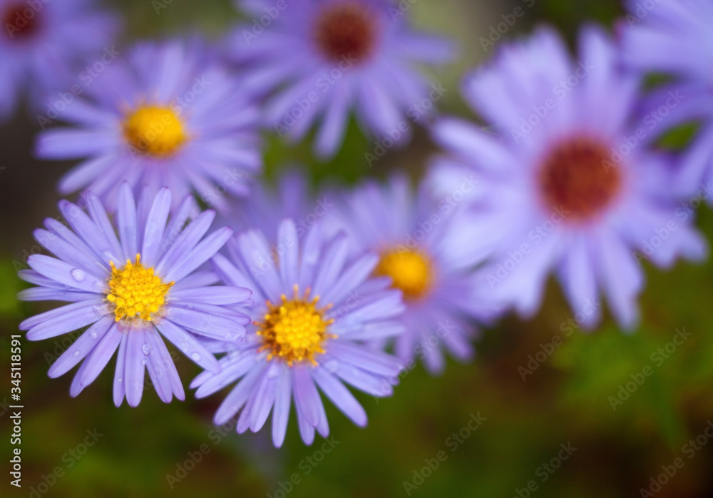 Obraz premium Blue aster flowers.