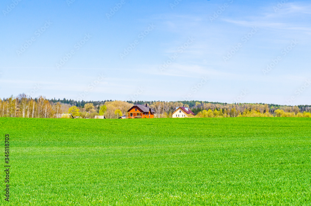 Obraz premium Summer green grass. Agricultural field with plants in the sun. Village houses on the horizon