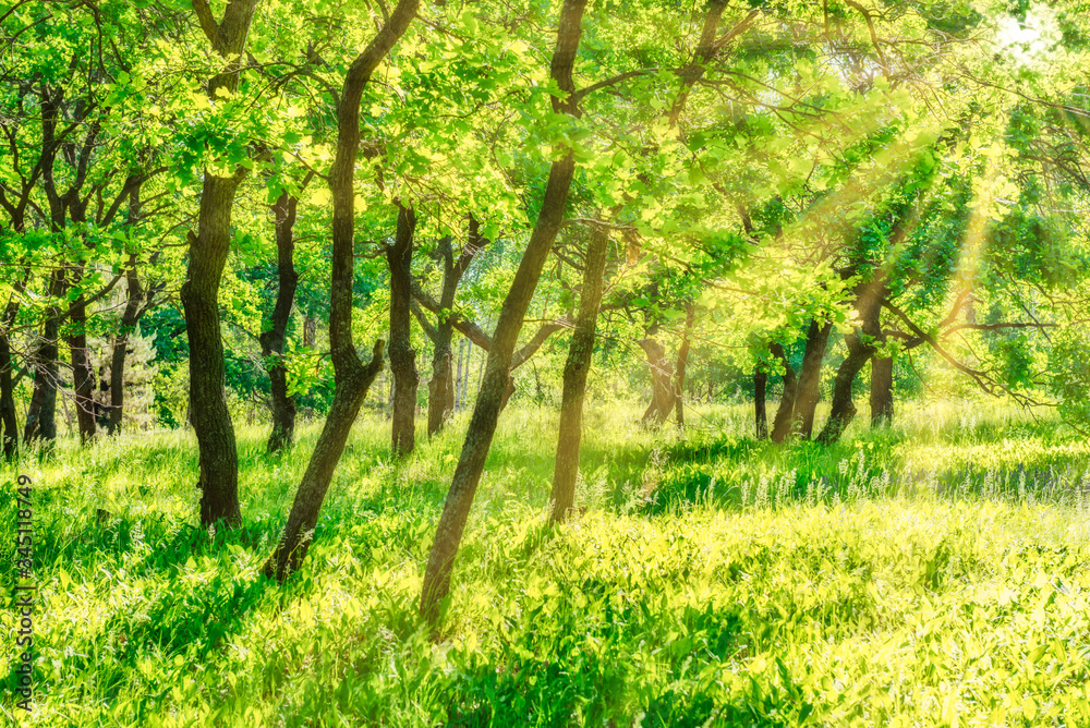 Green trees landscape in park with field of green grass and sun light