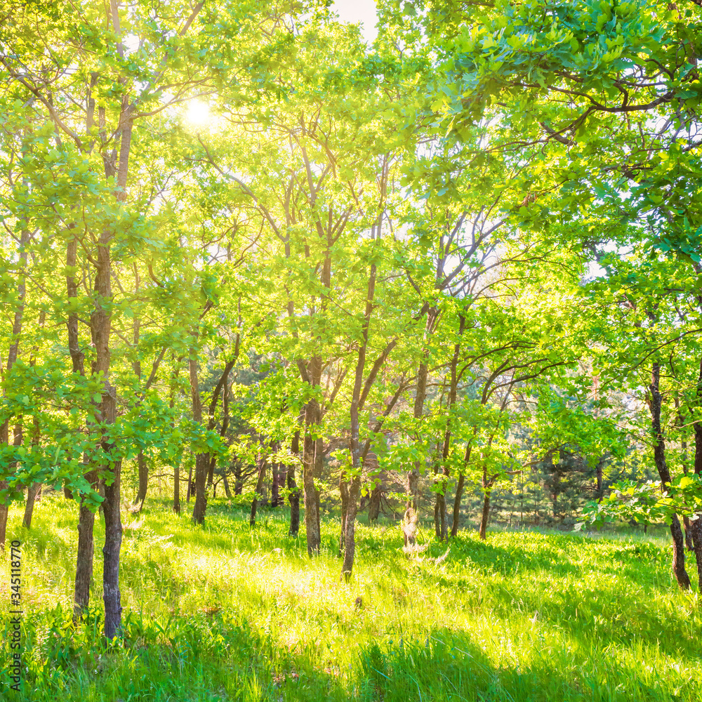Green trees landscape in park with field of green grass and sun light Green trees landscape in park with field of green grass and sun light