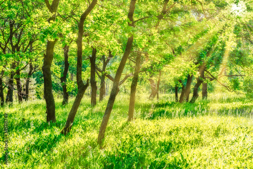 Green trees landscape in park with field of green grass and sun light