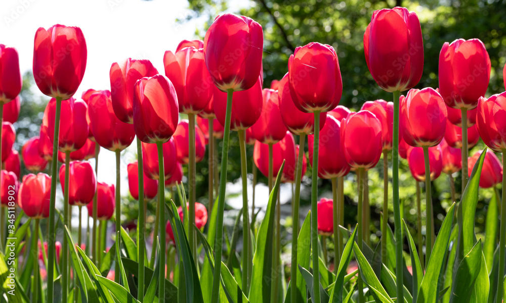 Obraz premium Red. Tulips Flower. Garden. Nature. Flora
