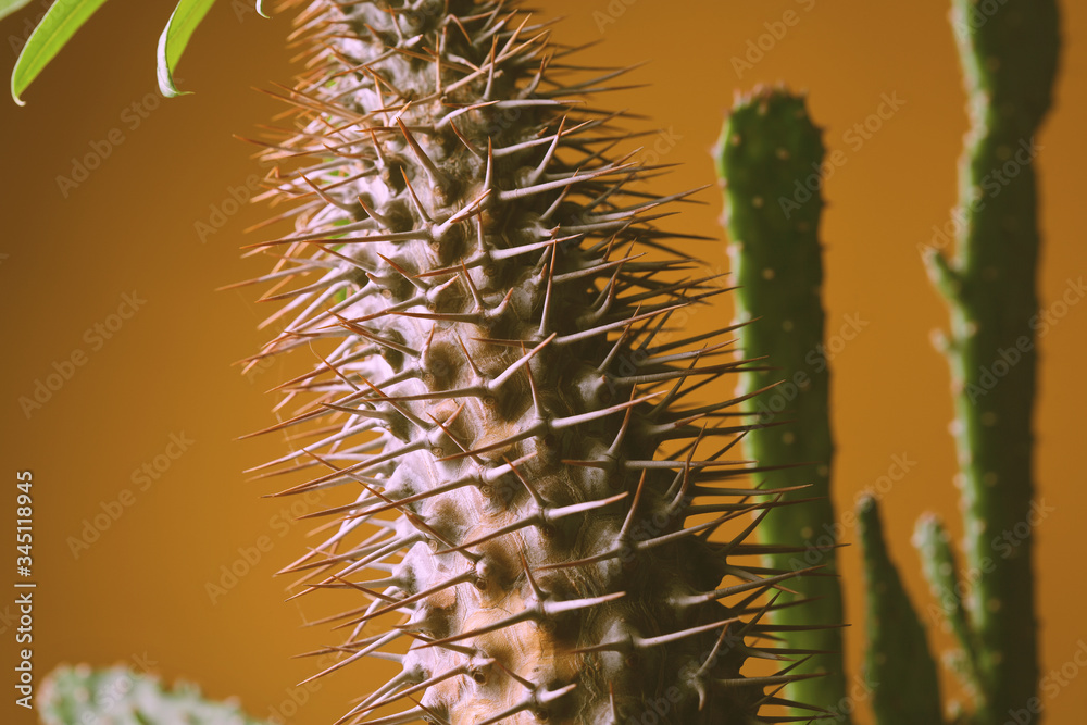 Cactus thorns close up on an orange background