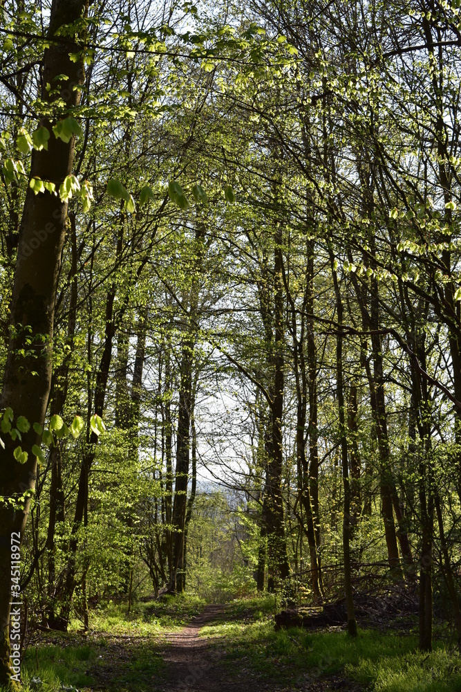 Fototapeta premium Wald und Berge