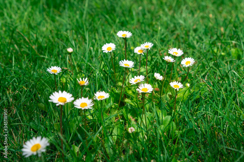 Margurite daisies in the middle of very green grass in the sunny spring. Spring Flower.