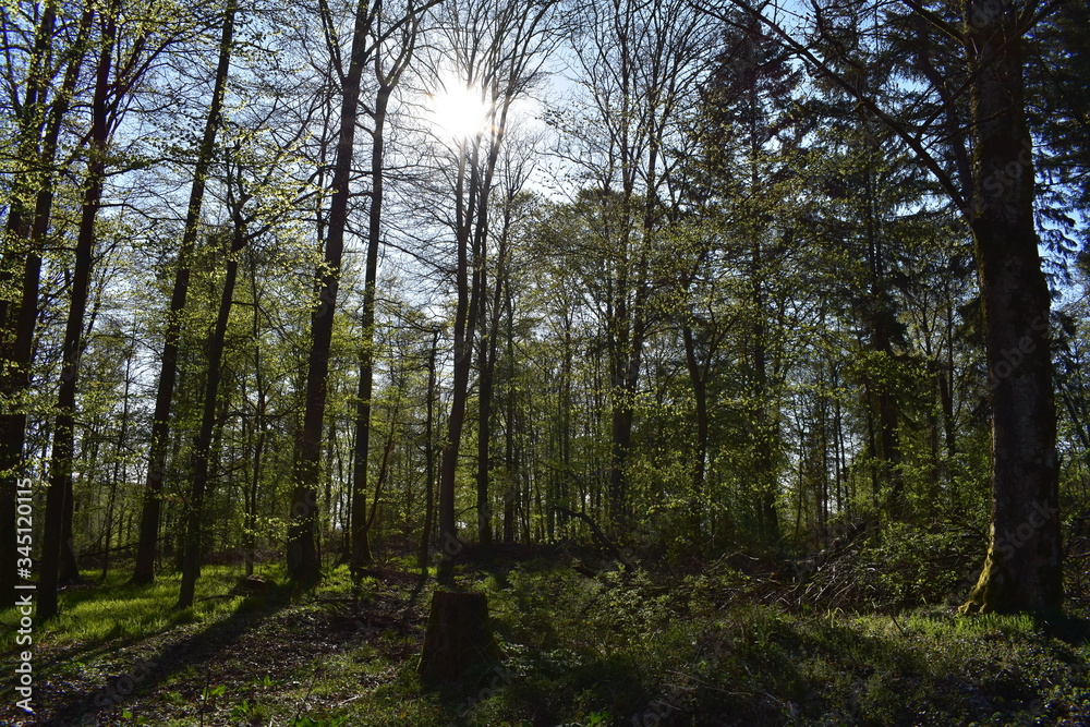 Obraz premium Wald und Berge