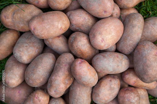 Pile of big potatoes.