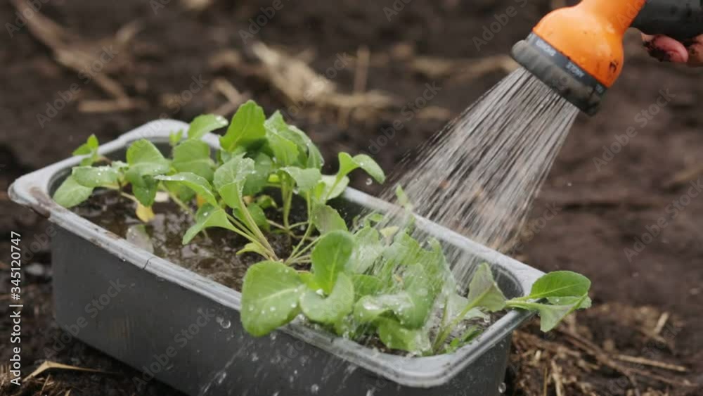 Video shows watering cabbage from watering spray nozzle, gray container with cabbege seedings, unknown farmer water cabbege before planting, person working in garden. Agriculture, farming concept.