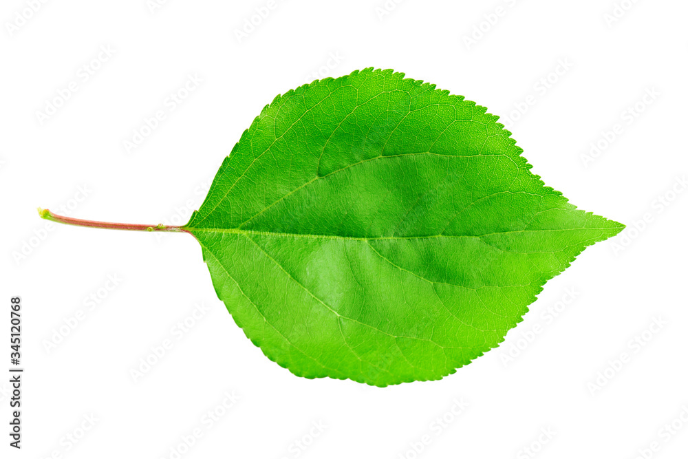 Fototapeta premium Apricot leaf isolated on a white background.