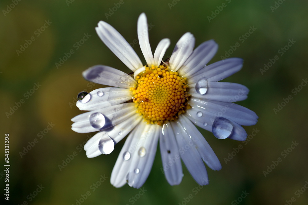Regentropfen auf einer Margeritenblüte Regentropfen auf einer Margeritenblüte