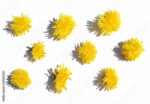 pattern of different yellow dandelions on a white isolated background