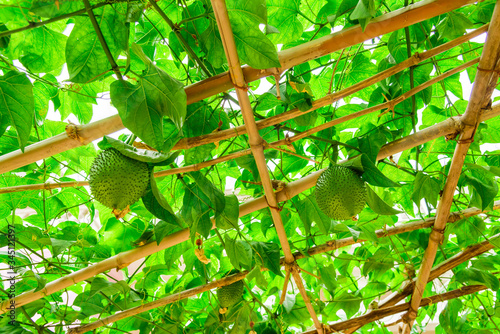 Rustic bamboo trellis with abundance Gac vines and fruits at backyard garden in North Vietnam photo