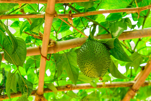 Upward view green Momordica Cochinchinensis or Gac fruit on vines on bamboo trellis in Vietnam photo