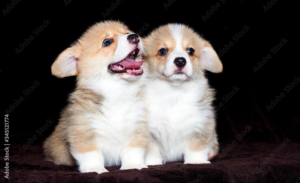 two welsh corgi puppy lies