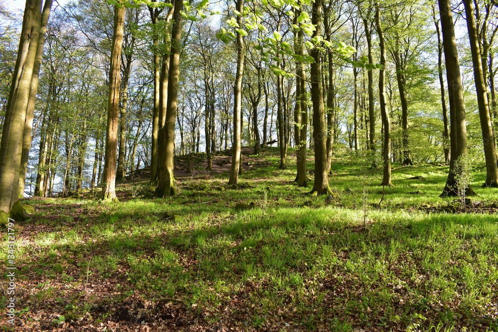 Wald und Berge