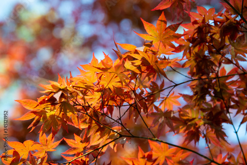 紅葉のイメージ