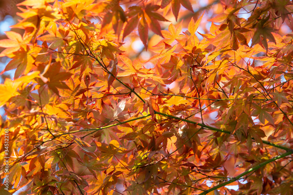 紅葉のイメージ