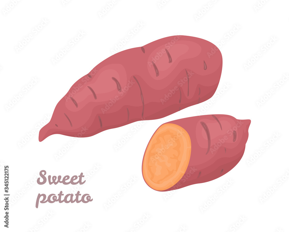 Sweet potato whole and half isolated on white background. Vector illustration of fresh vegetable in cartoon flat style. Sweet potato whole and half isolated on white background. Vector illustration of fresh vegetable in cartoon flat style.